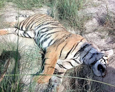 Rare spotted tiger found dead