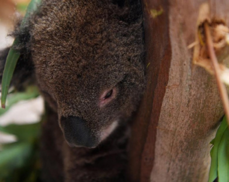 Koalas, wallabies endangered by Australia bushfires 'ecological disaster'