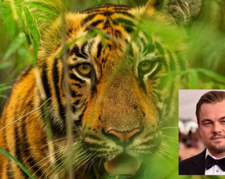 Hollywood actor Leonardo expresses happiness over Nepal's achievement in tiger conservation