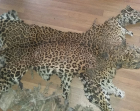 2 held with leopard’s hide