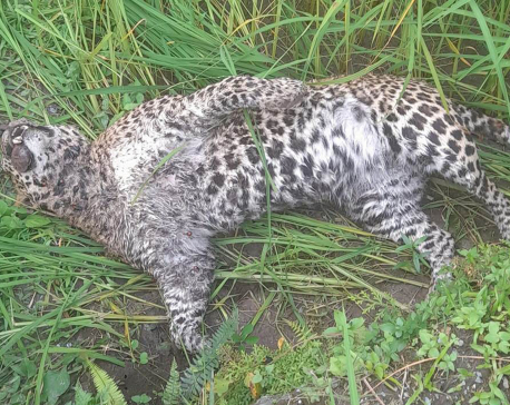 Leopard found dead in Parbat