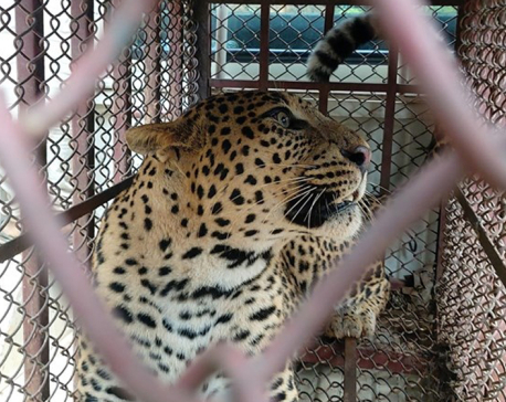 Traps placed to take control of leopards