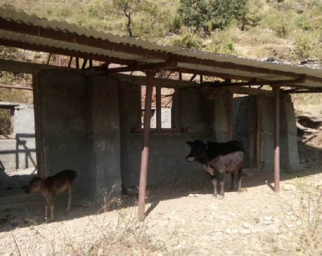 School building in Mugu turns into cow shed (with photos)