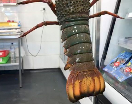 Lobster shell patterns make concrete stronger: Australian researcher