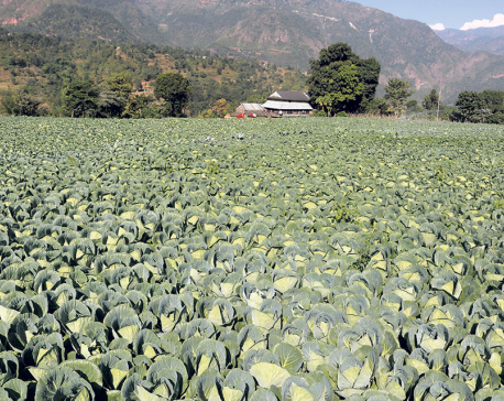 Low production makes vegetables dearer in Dhading