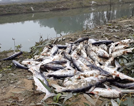 Fish die due to severe cold