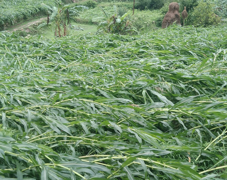 Heavy rainfall and storm damage maize crop in Baitadi