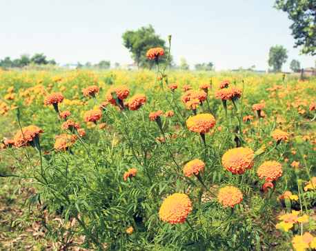 Commercial flower farming for Tihar on the rise