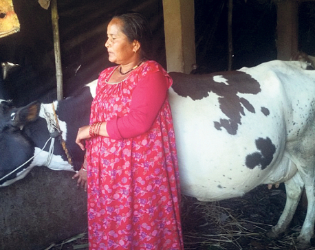 Milk farmers better off due to better marketing, supply to Kailali