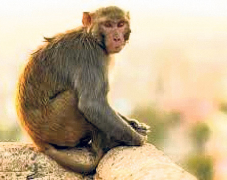 Pokhara Metropolis' ward 19 issues tree-cutting order for monkey control