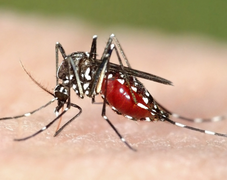 Baglung sees surge in dengue cases