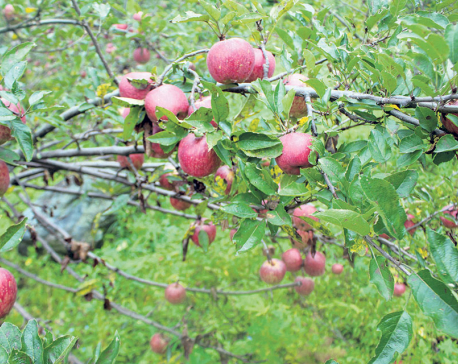 Mugu supplies 300 tons of apples