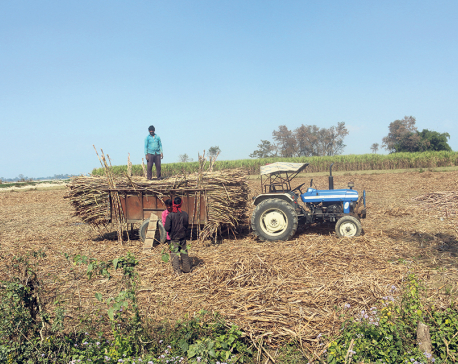 Nawalparasi sugarcane farmers still await payments worth Rs 190 million