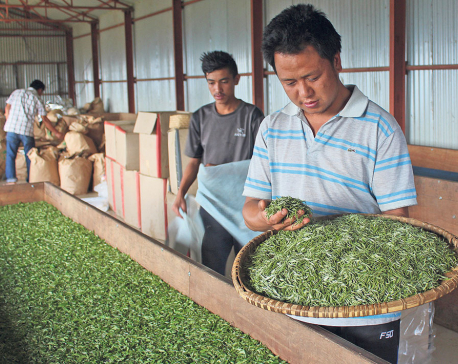 High demand for Nepali tea in Europe