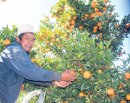 Parbat exports oranges worth around Rs 300 million