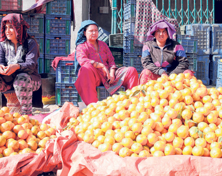 Supply of domestic oranges to Kathmandu sees dramatic fall