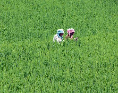 Farmers in Siraha still accept paddy as daily wages
