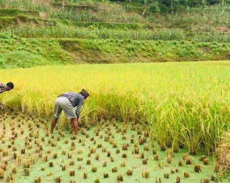 Paddy plantation completed only on 26.71 percent of the total cultivable area