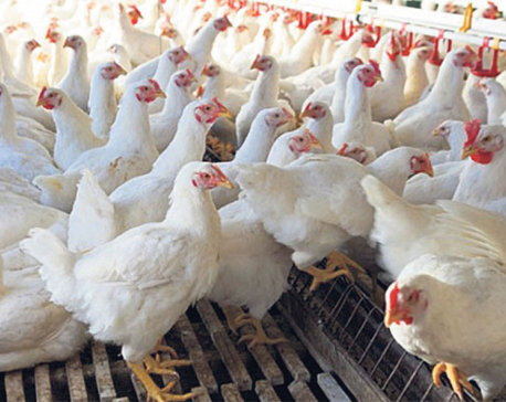 Tanahun bans import of chickens and eggs from Chitwan