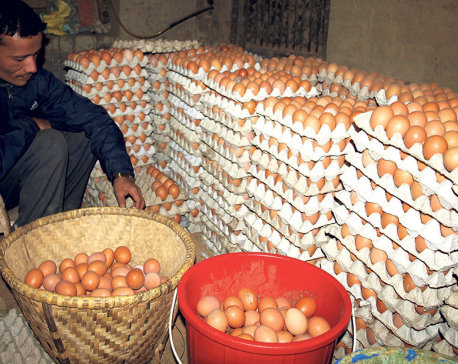 Poultry farmers shift to other professions as shortage of chicks lingers