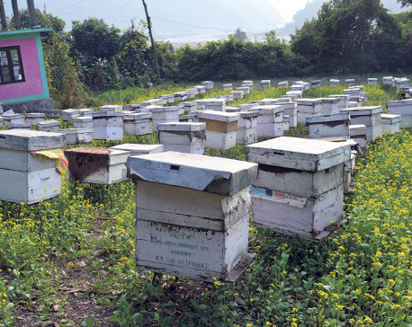 Beekeeping provides new livelihood to double amputee
