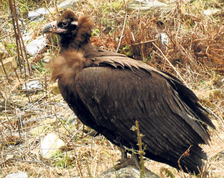 Endangered vulture species spotted in Jajarkot
