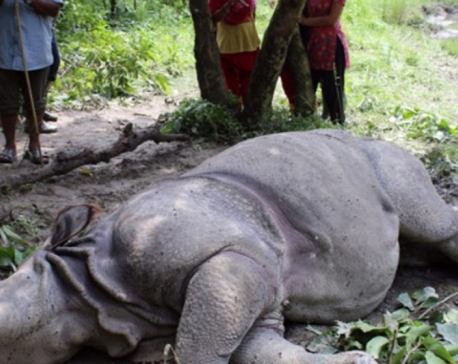 Wildlife conservation turns challenging, 21 rhinos die in 10 months