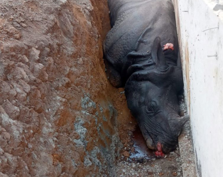 Govt forms panel to probe death of rhino