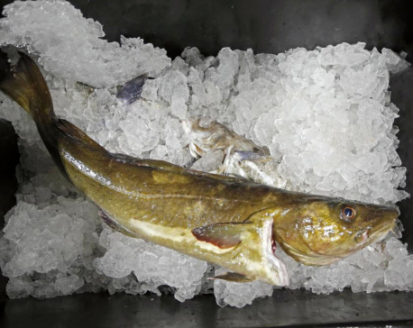Seafood biz braces for losses of jobs, fish due to sanctions