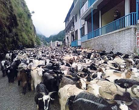 Import of sheep and mountain goats starts through Tatopani