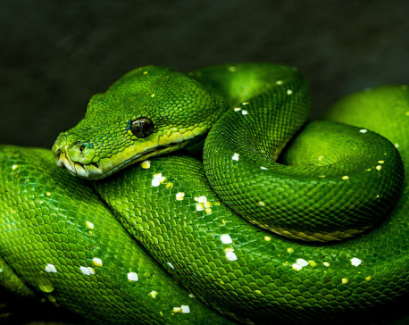 Snakes: Our Friends or Enemies?