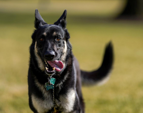 Biden's rescue pet returns to White House after more training for life as a first dog