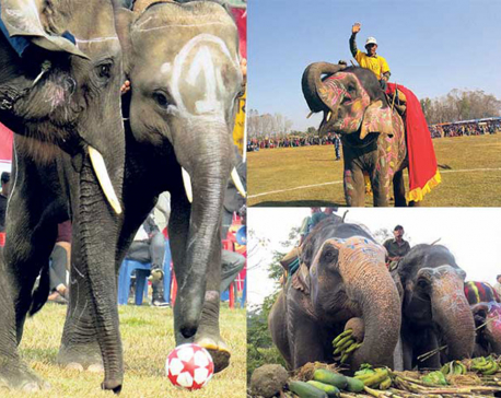 Animal rights activists urge Nepal to end elephant abuse