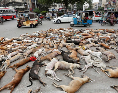 Hundreds of stray dogs poisoned in Pakistani city of Karachi
