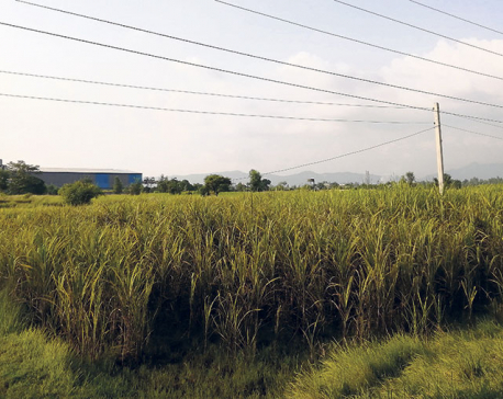 Sugar factories ‘show interest’ in paying cane farmers after the arrest of Lumbini Sugar Mills owner
