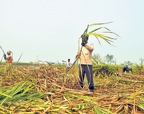 Sugar industries in Nawalparasi face shortage of sugarcane