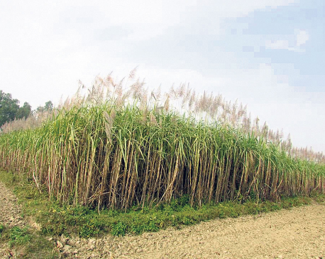 Sugar industries are not getting sugarcane