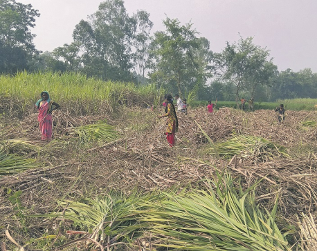 After sugar mills, it’s the govt that ‘cheats’ farmers