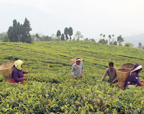 Tea production in Ilam likely to fall by a fifth