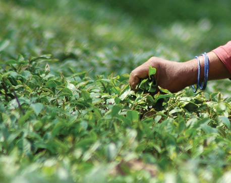 Tea exports grow by 26 percent