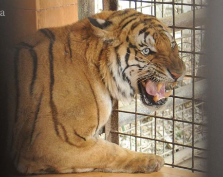 PHOTOS: Man-eater tiger from Bardiya caged at Central Zoo
