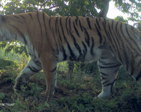 A tigress that has killed 19 humans