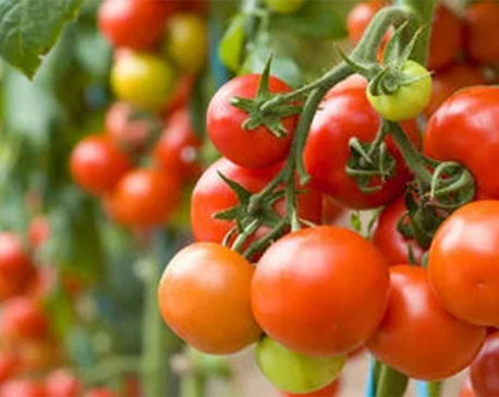 Low production in India causes tomato price hike