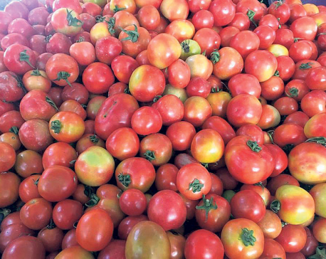 Tomato price hits the roof