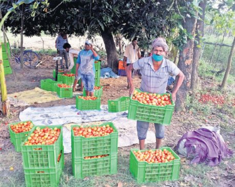 Striking the delicate balance: Tomato exports and domestic consumer interests