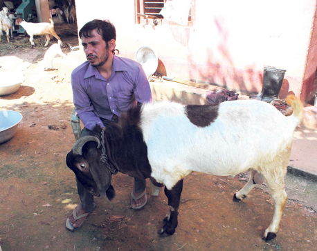Trained as a computer engineer, now a model goat farmer