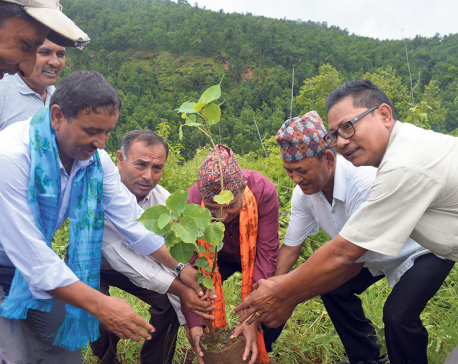 Tree plantation for safety of public land