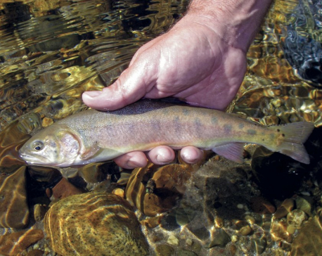Rare California trout species returns to native habitat