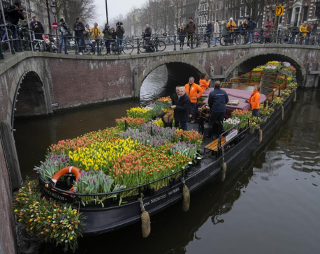 Tulips for Amsterdam: Growers hand out free flowers