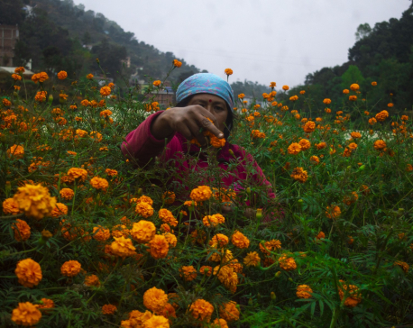 In Pictures: Farmers picking marigold flowers for Tihar